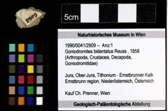 Foto (Objekt + Etiketten) von Goniodromites bidentatus (Reuss, 1858) 